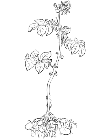 Potato Plant Coloring Page